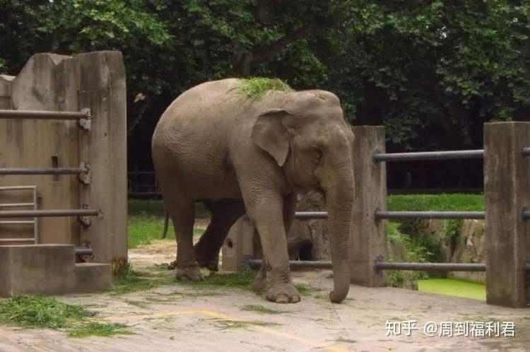 上海動物園剛才宣佈:陪伴我們46年的亞洲象版納,於11月25日12:50因