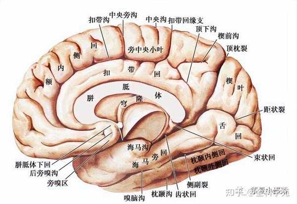 神经功能解剖 - 知乎