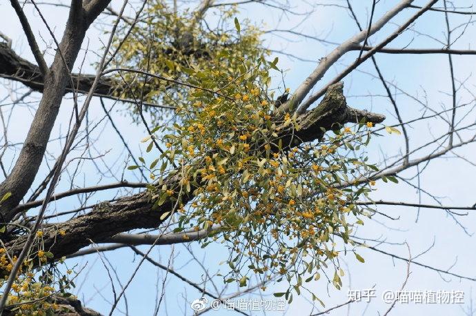 喵不正经聊植物(2):槲寄生下一个美妙的吻 - 知乎