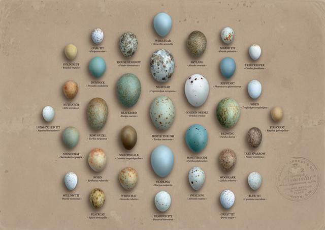 鸟蛋种类图片大全图片