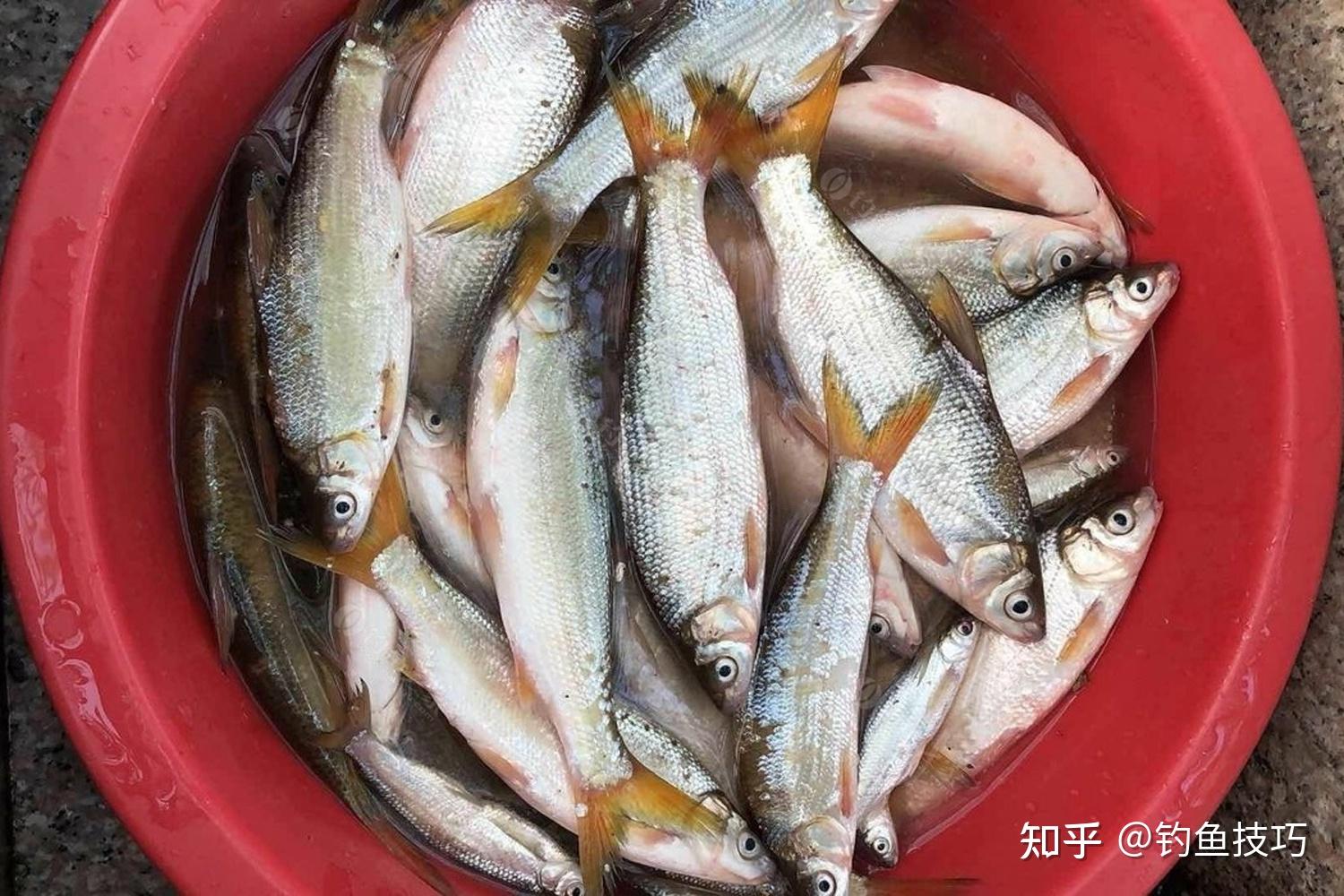 黄尾鱼的5个特殊习性,钓好黄尾鱼的基础知识 - 知乎