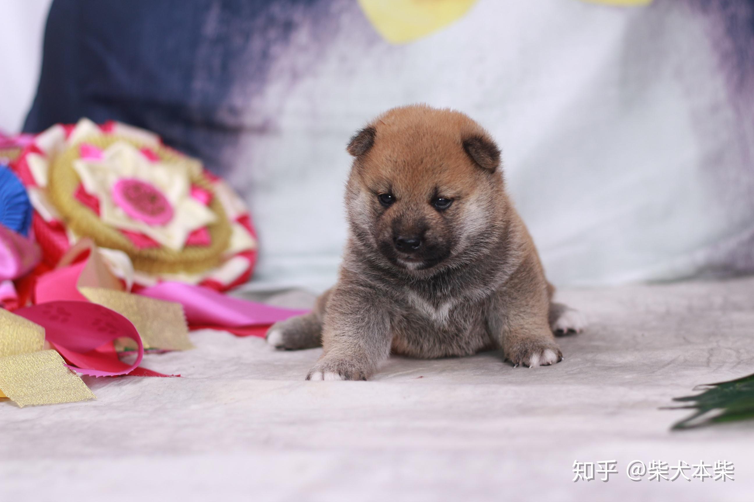 柴犬幼犬壁纸图片