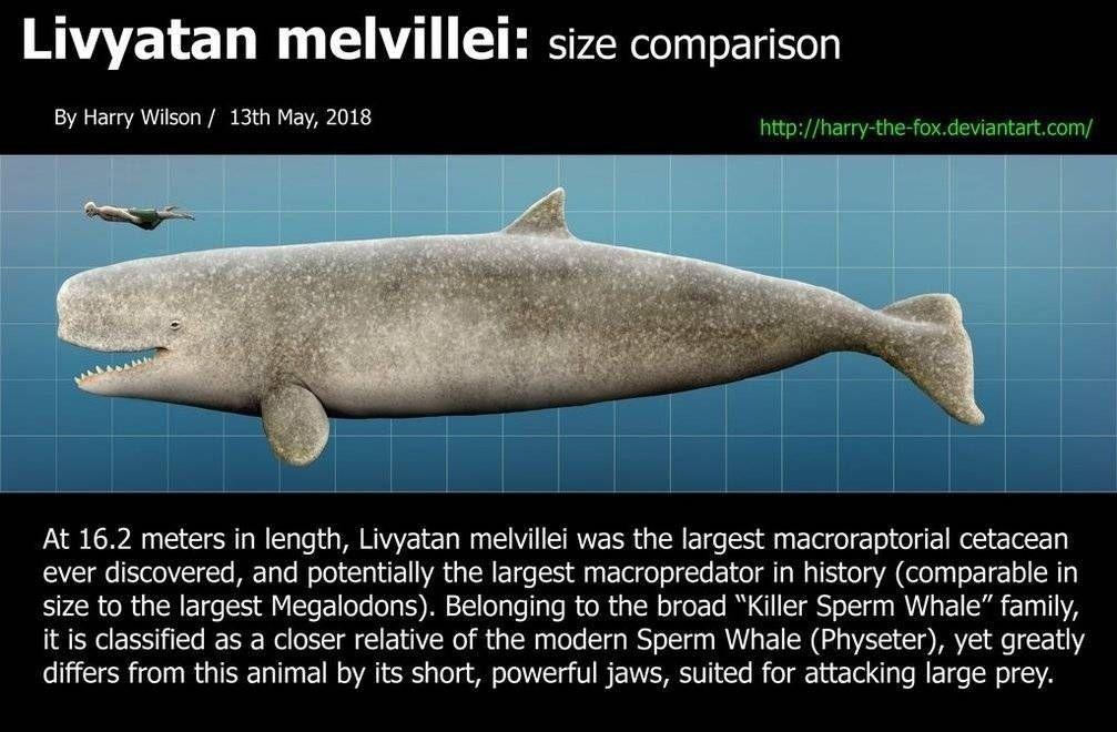 抹香鲸是不是齿鲸那一类?