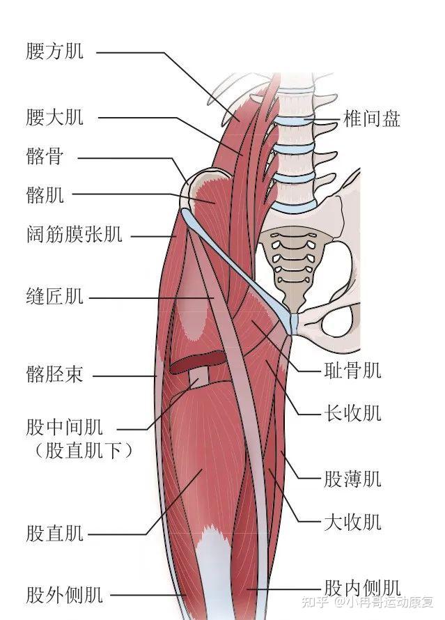 腹股沟区域有很多的肌肉和韧带,有腹股沟韧带,以及屈髋肌和内收肌