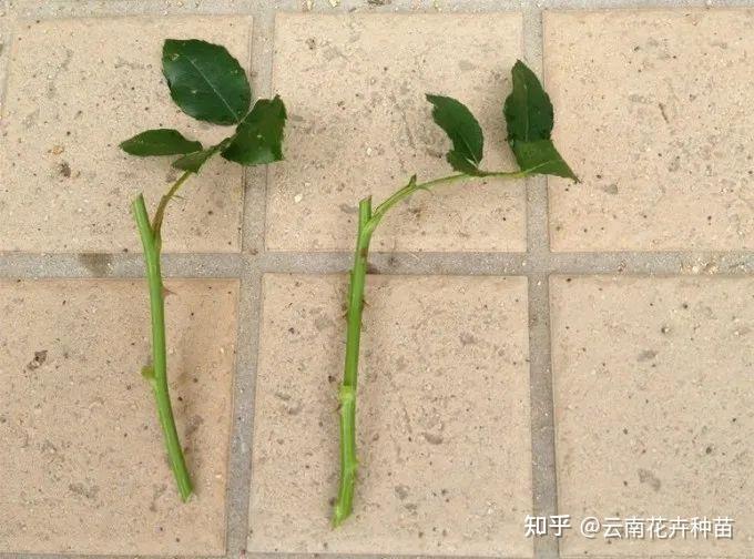 如何扦插成活玫瑰?