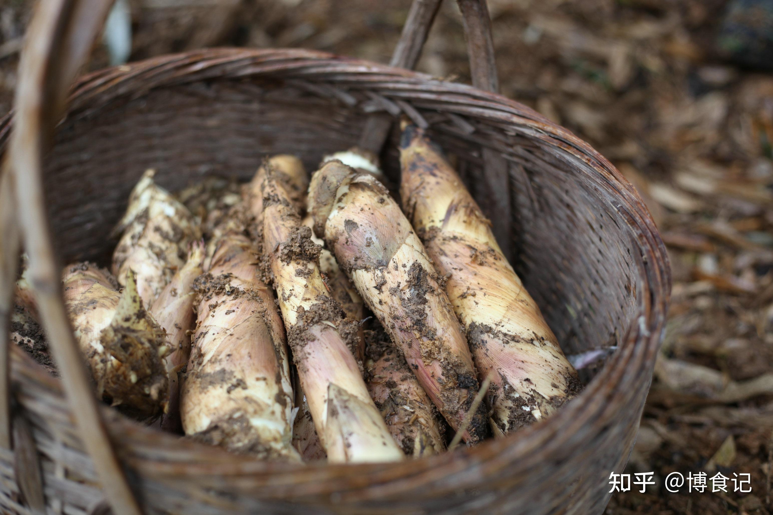 【第43篇】天目山春笋-舌尖上的中国2推荐