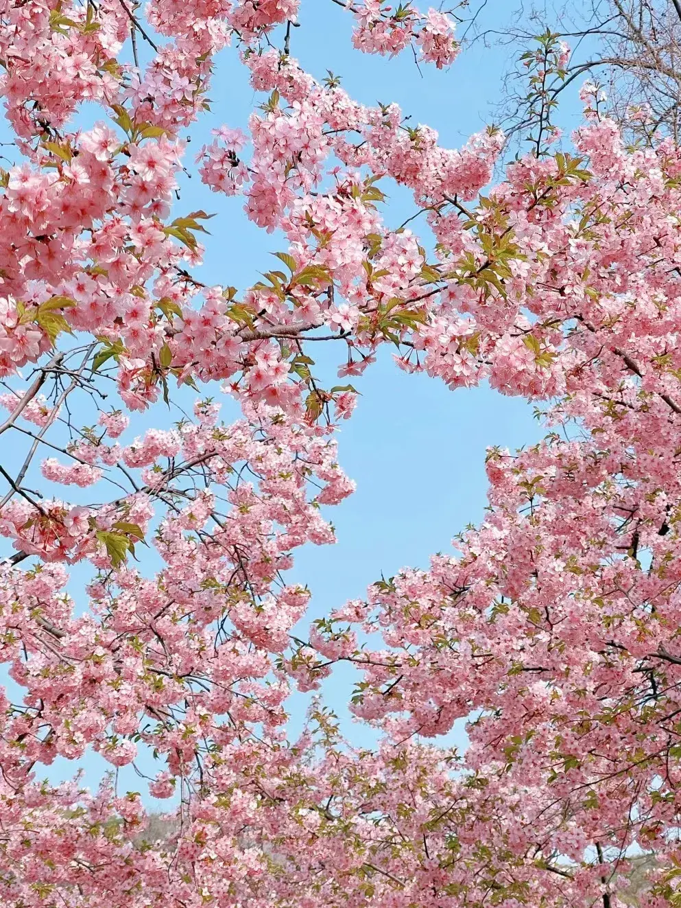 细细斯履间,便是樱花最烂漫的时刻无锡鼋头渚的早樱已经开得堆云叠雪