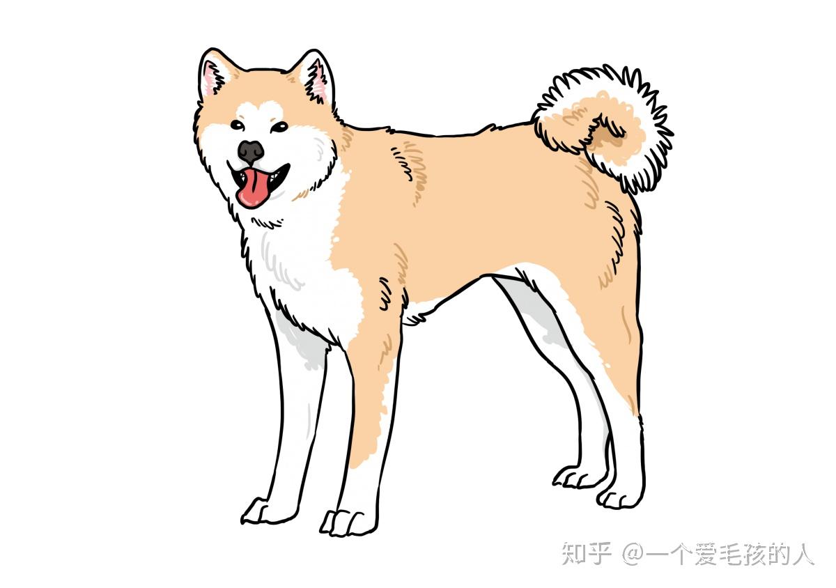 秋田犬