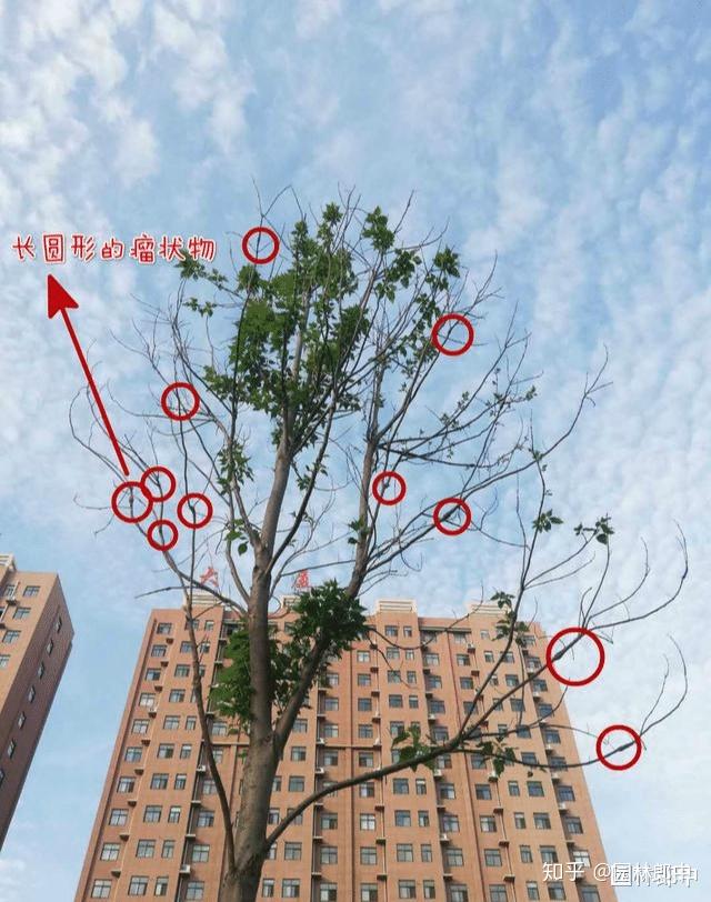 楸树长势衰弱、枝梢干枯，树梢上还有很多瘤状小凸起，怎么回事儿 - 知乎