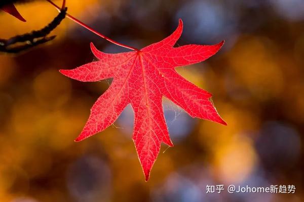 温哥华已经 枫 了 内陆大雪纷飞 沿海艳阳高照 不一样的赏秋攻略请收好 知乎