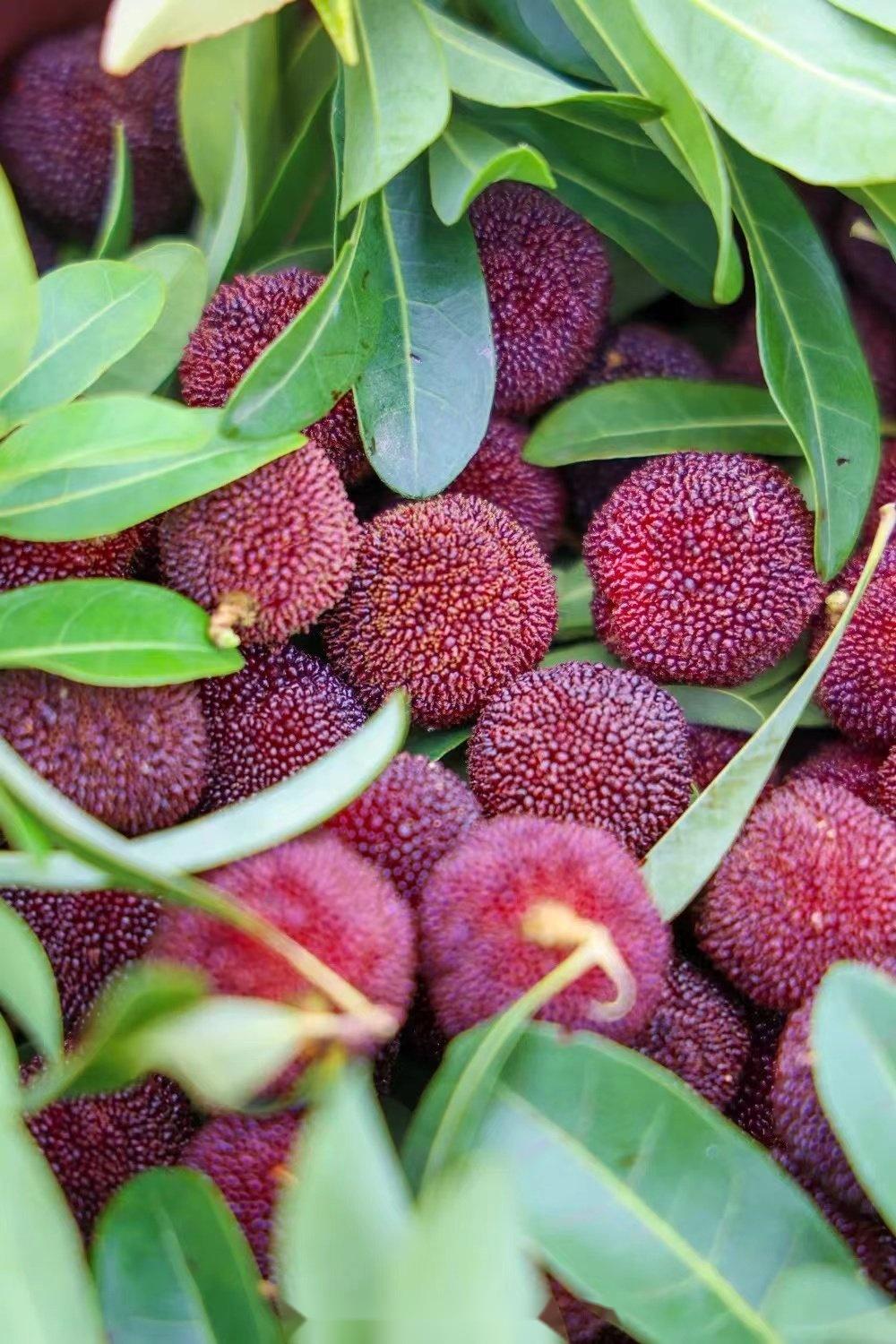 苏州杨梅采摘去哪里来这里就对了