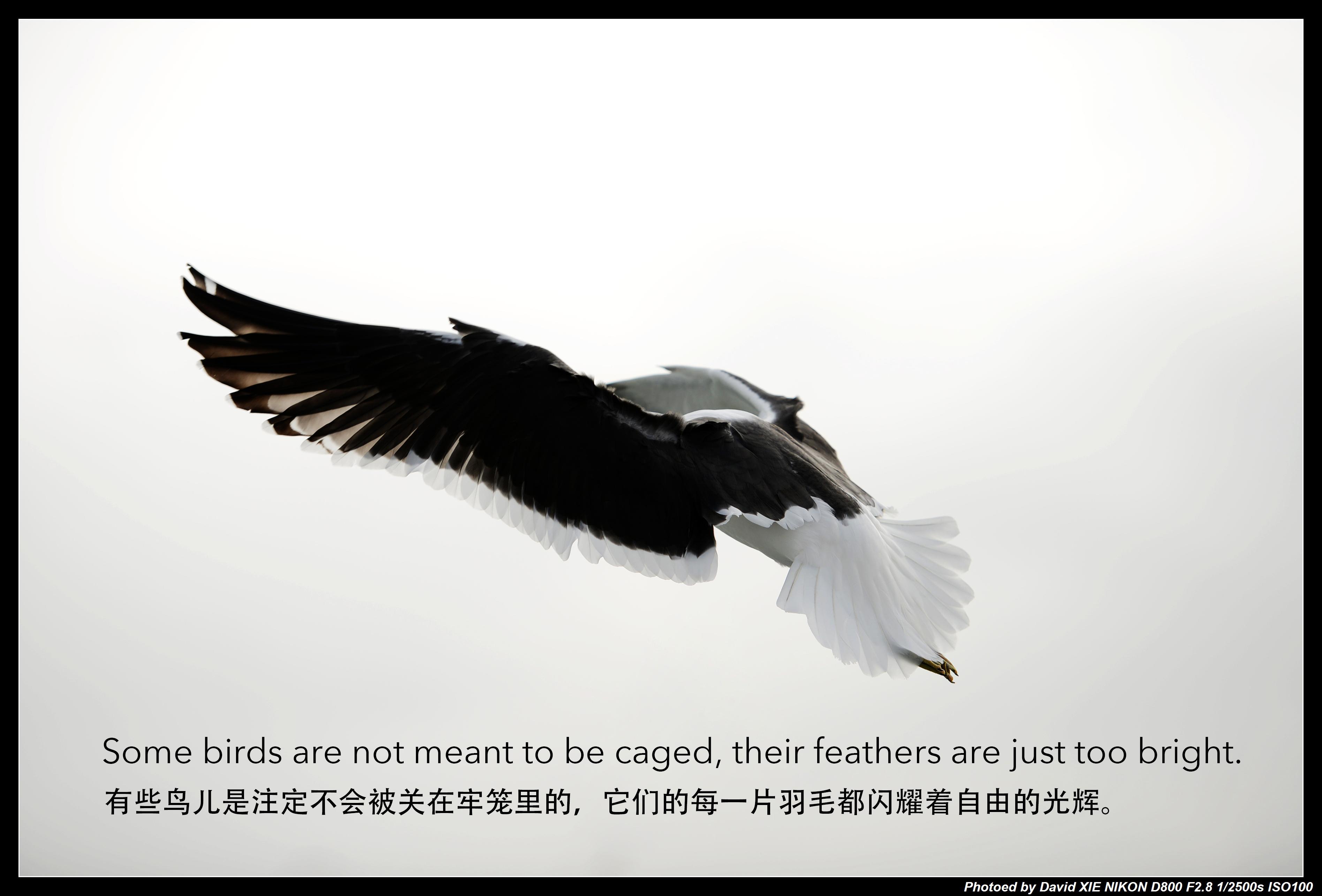 中年读胡适：《容忍与自由》 - 知乎