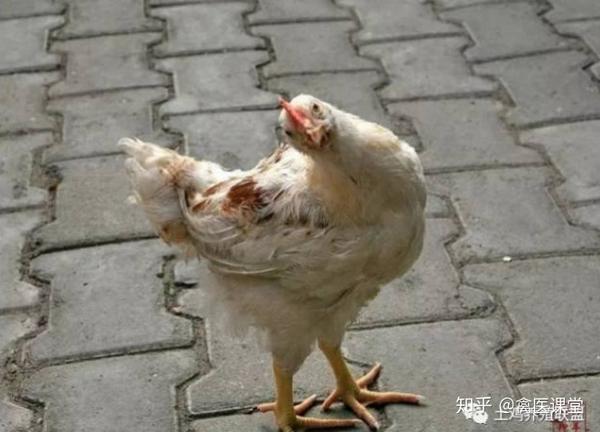 鸡扭脖抬头望天转圈运动是得了什么病鸡脖子扭转是什么病