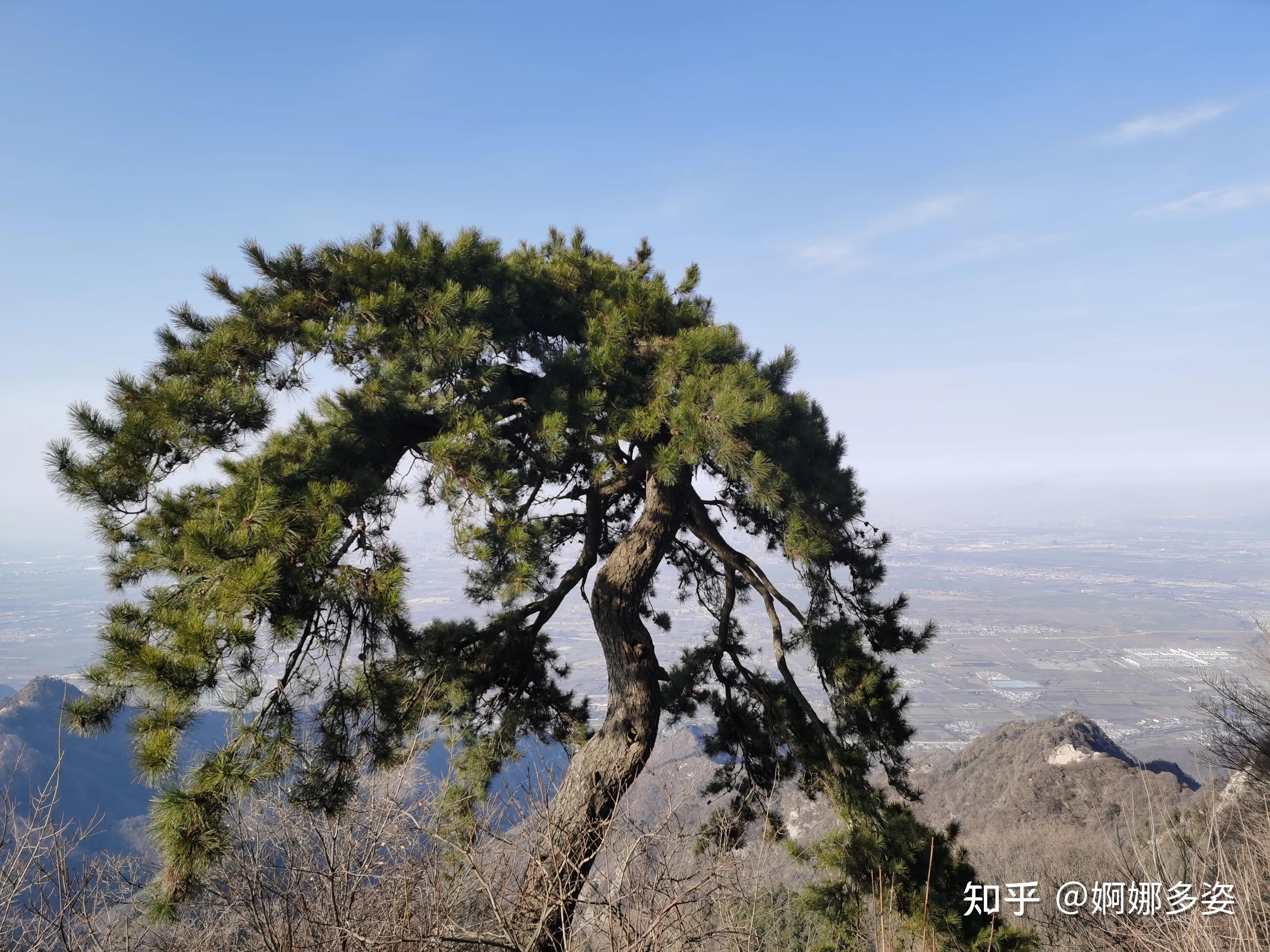 今年,终南山·南五台景区"欢乐闹新春 纳福南五台"的新春游园活动也有