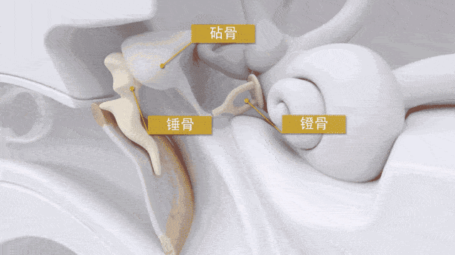 人体最小的骨头! 你知道是哪一块吗? - 知乎