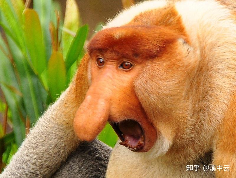 世界上丑陋无比的七种动物