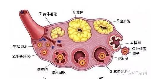 正常卵泡图片 成熟图片