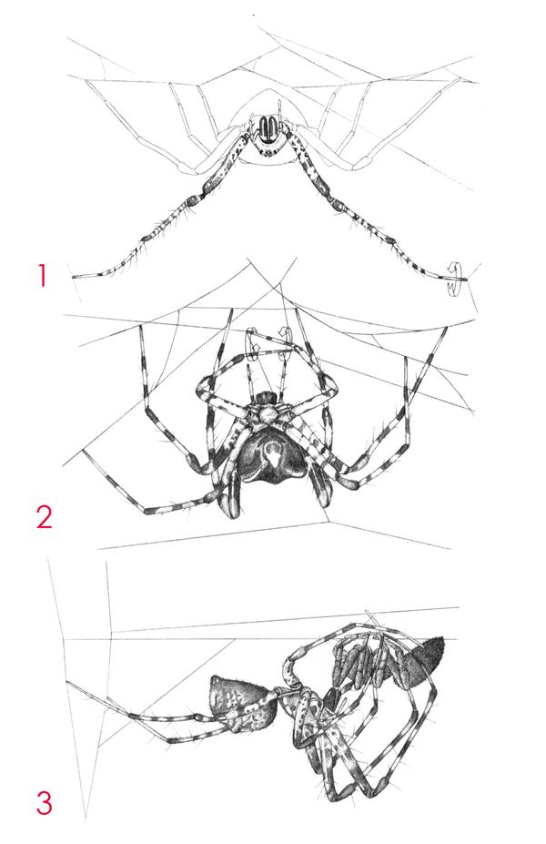 作为专业捕蛛士,它的毒液对蜘蛛相当高效,能在 15s 内致蛛死亡.