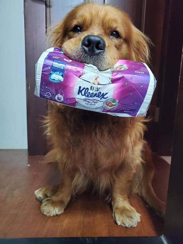 吃东西把狗狗赶到门外当主人上厕所没纸时金毛竟然记仇报复