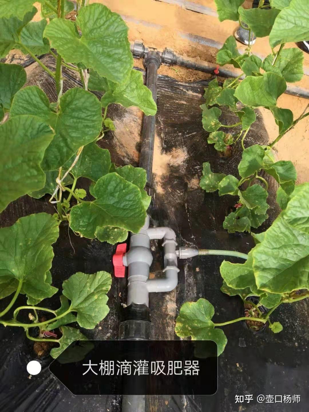 甜瓜定植后追肥浇水技术
