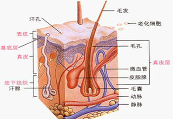 皮肤黏膜是什么图片图片