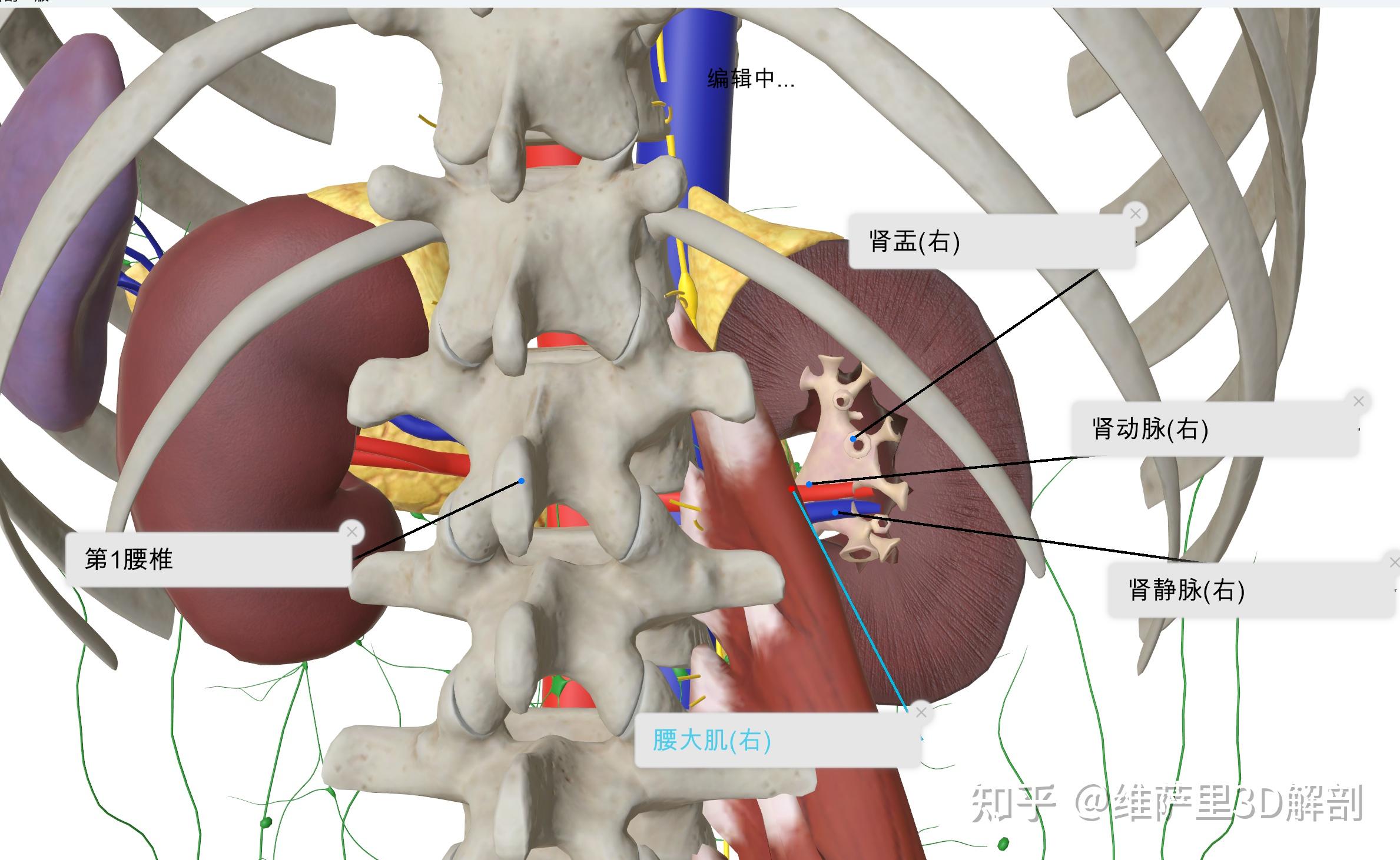 肾蒂结构:从解剖位置到空间认知 - 知乎