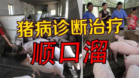 猪病诊断,治疗顺口溜,养猪新手的福音,值得每一位养殖户收藏