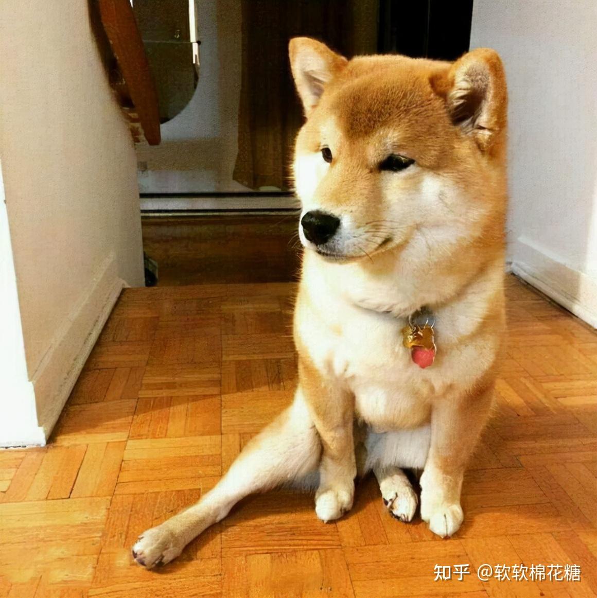 太沙雕了！21张“傻狗”图片，你能忍住不笑，算我输 - 知乎