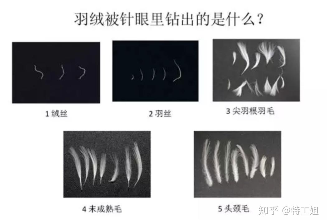 羽绒分类,我们一起重新认识一下 - 知乎