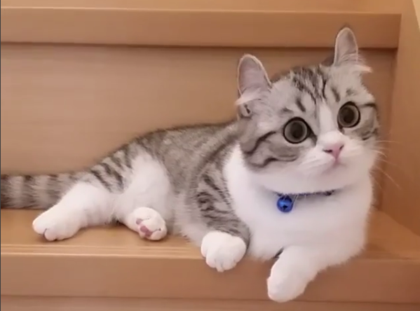 吸猫大会:曼基康猫komaru