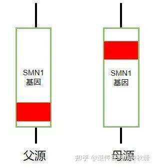 脊髓性肌萎缩症SMA的基因检测 - 知乎
