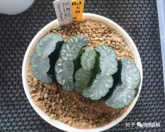 多肉图鉴百合科十二卷属之玉扇