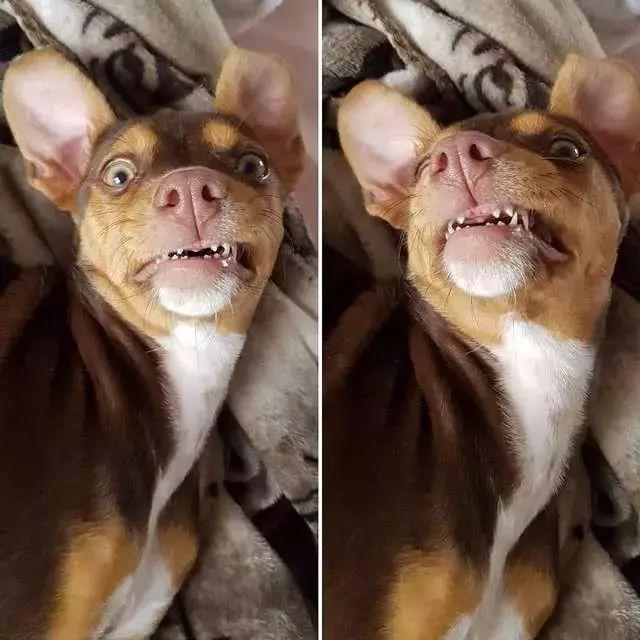 狗子缺了几颗门牙没几天它居然长出一排大牙