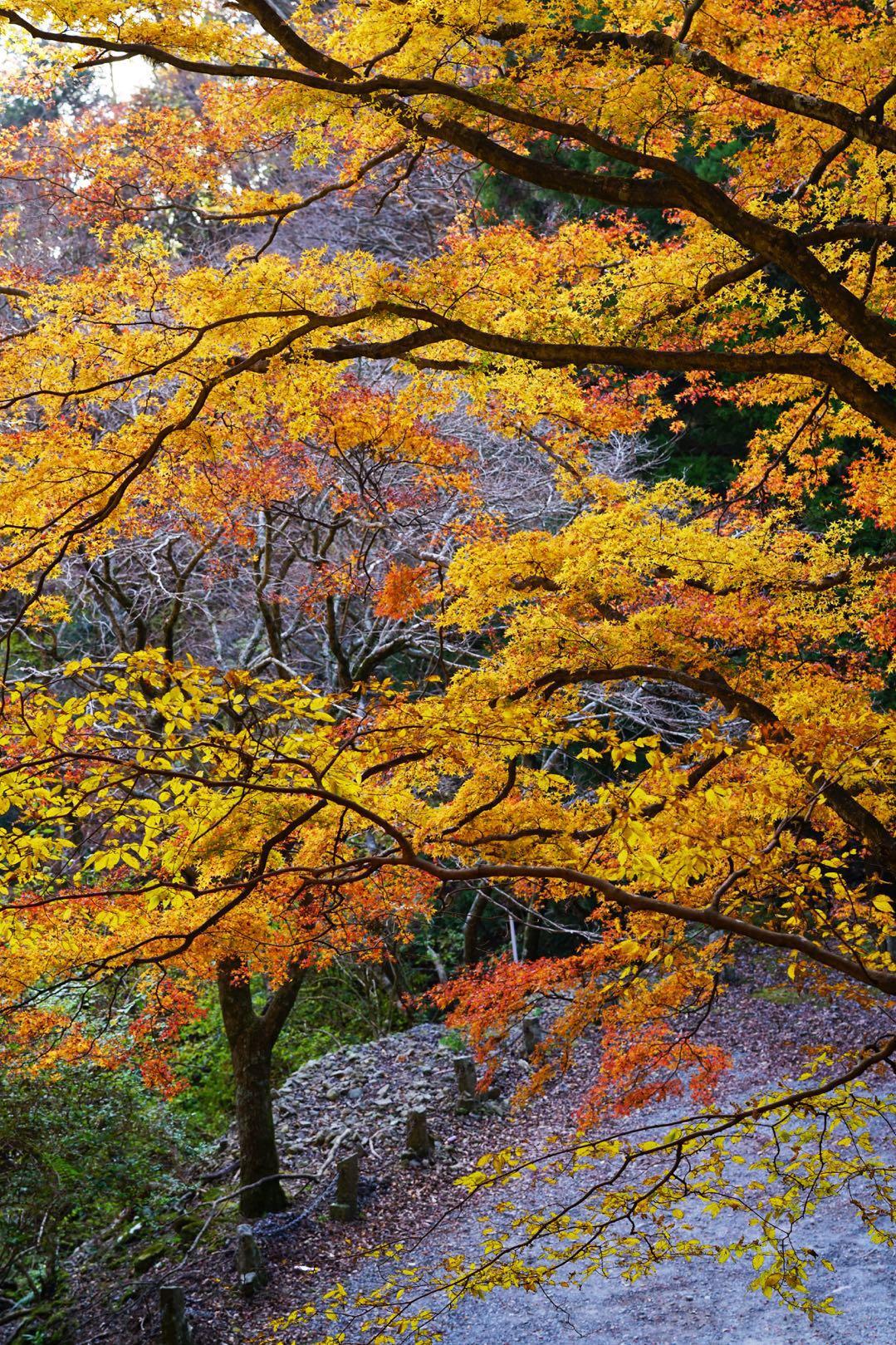 60年前的王女之死天城山殉情