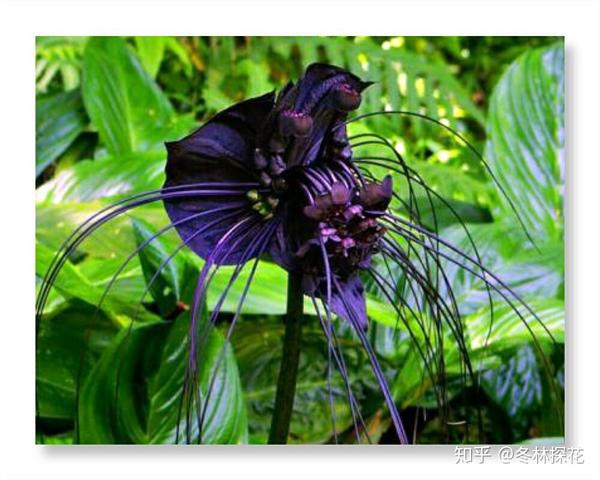 6月12日的生辰花 老虎花 知乎