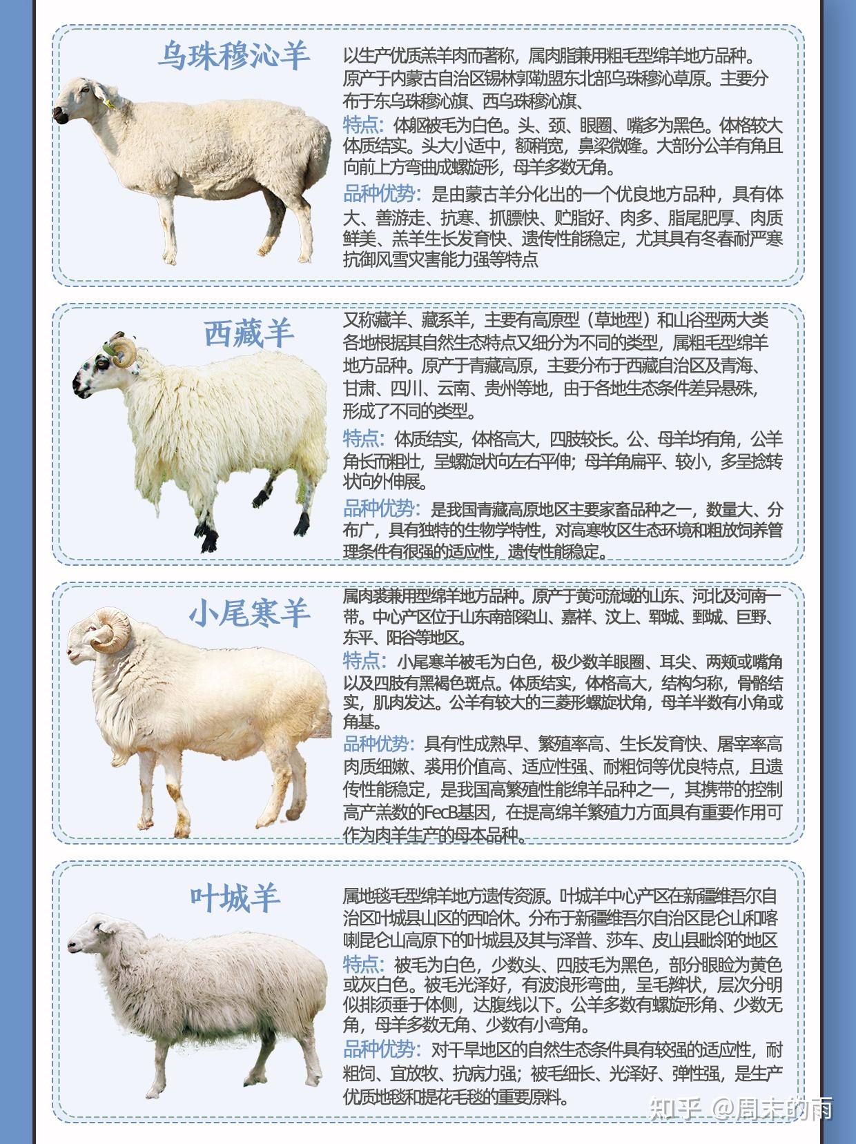 常见的60种绵羊大盘点快来看看你家养的是哪一种