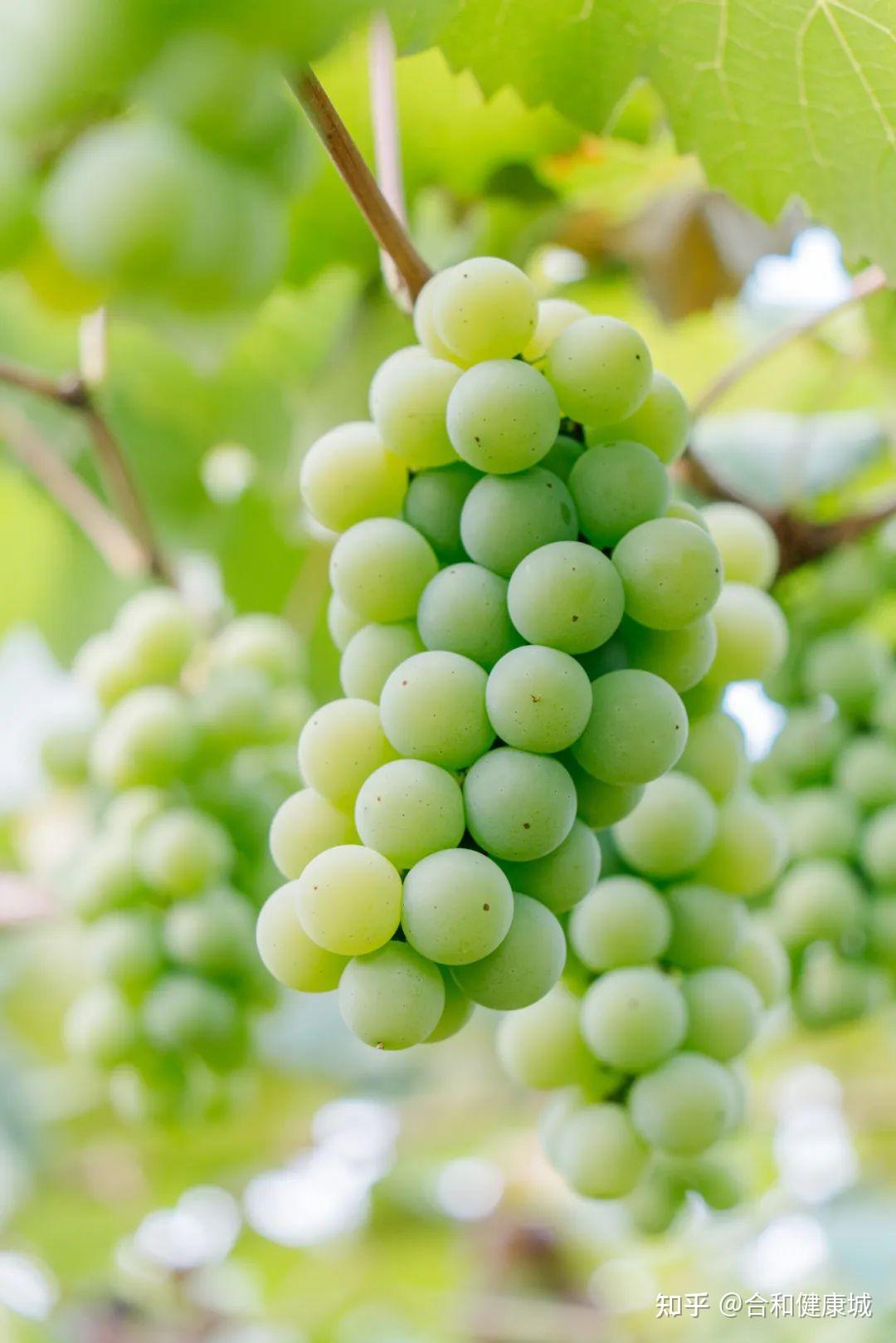 1,"小甜甜"弥勒,葡萄之乡