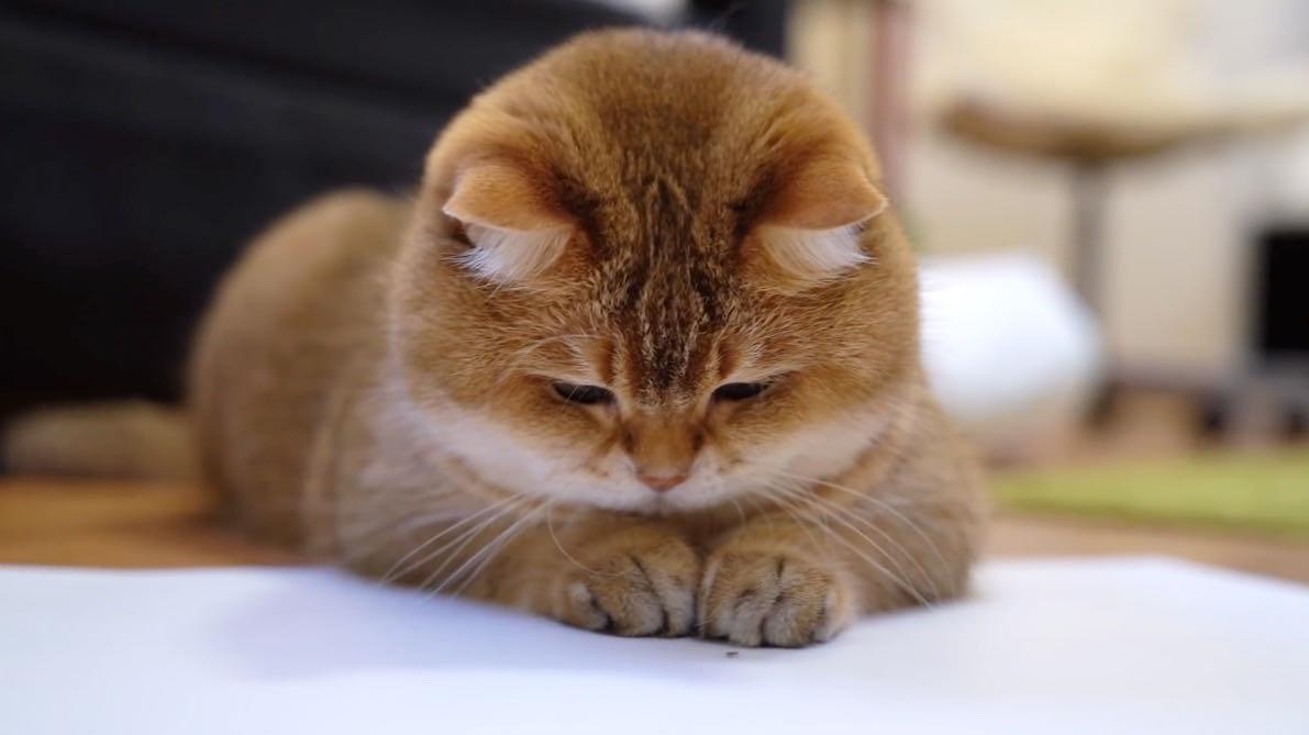 hosico猫 67知名宠物领域创作者 67关注当乖猫