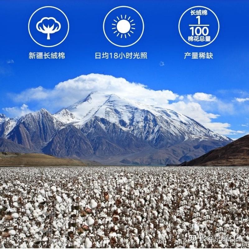 新疆麦盖提长绒棉图片