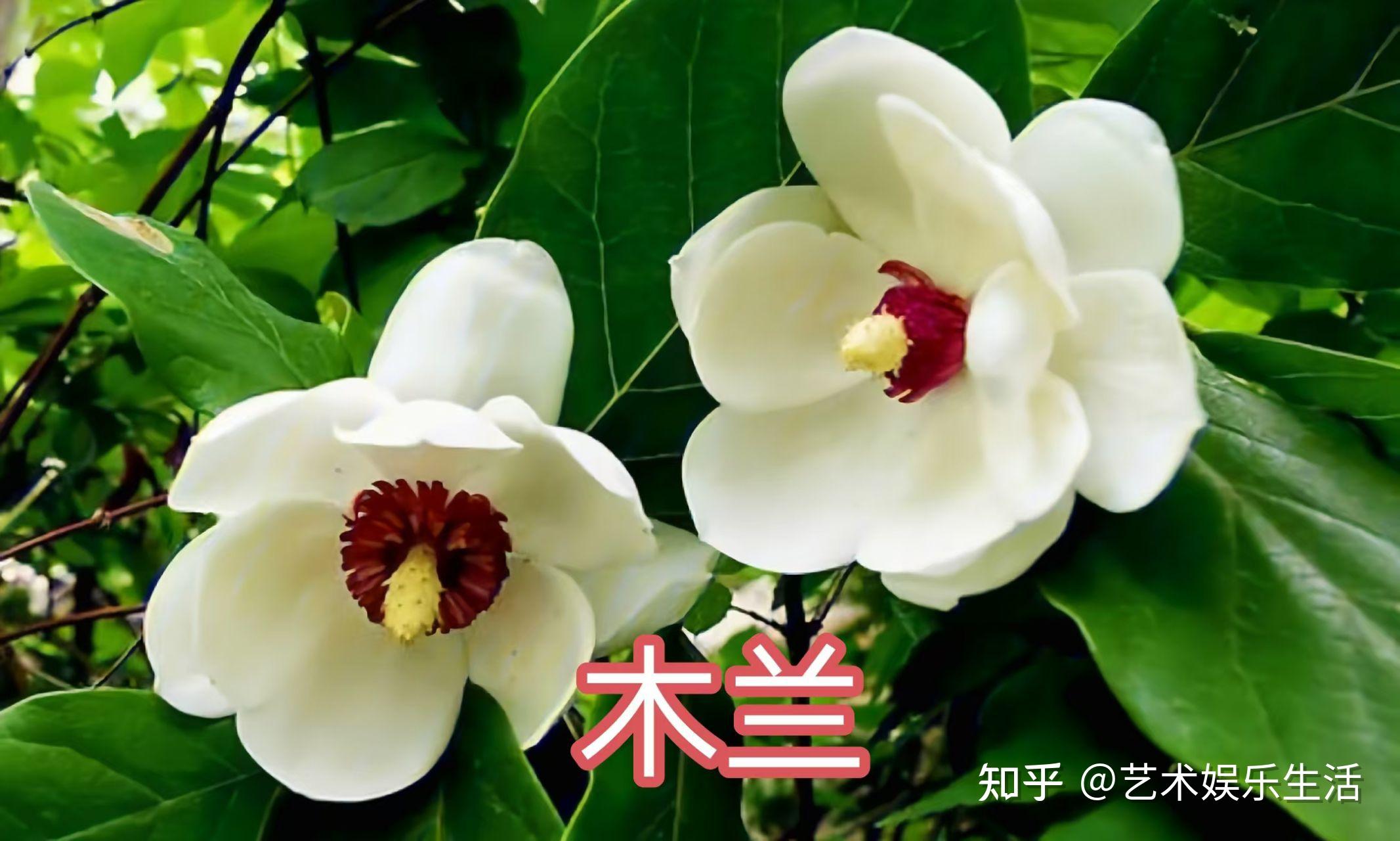 16种木兰科的植物,在我国栽培欣赏2000多年的树种 - 知乎