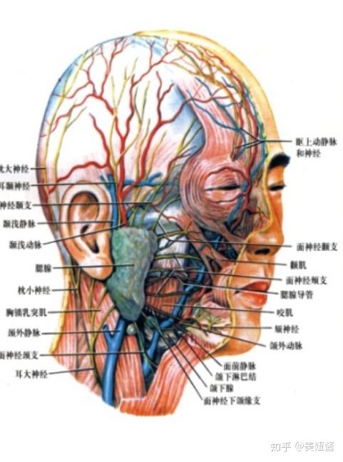 v2-7736c7bde51cbc5bf77caddbf4ccc0cb_r.jpg