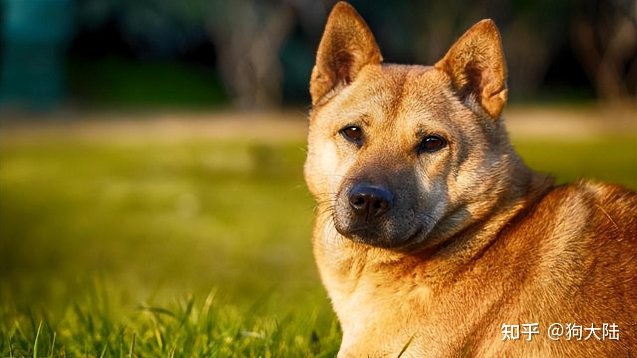 “柴犬”和“田园犬”哪个好？实话告诉你，差别很大
