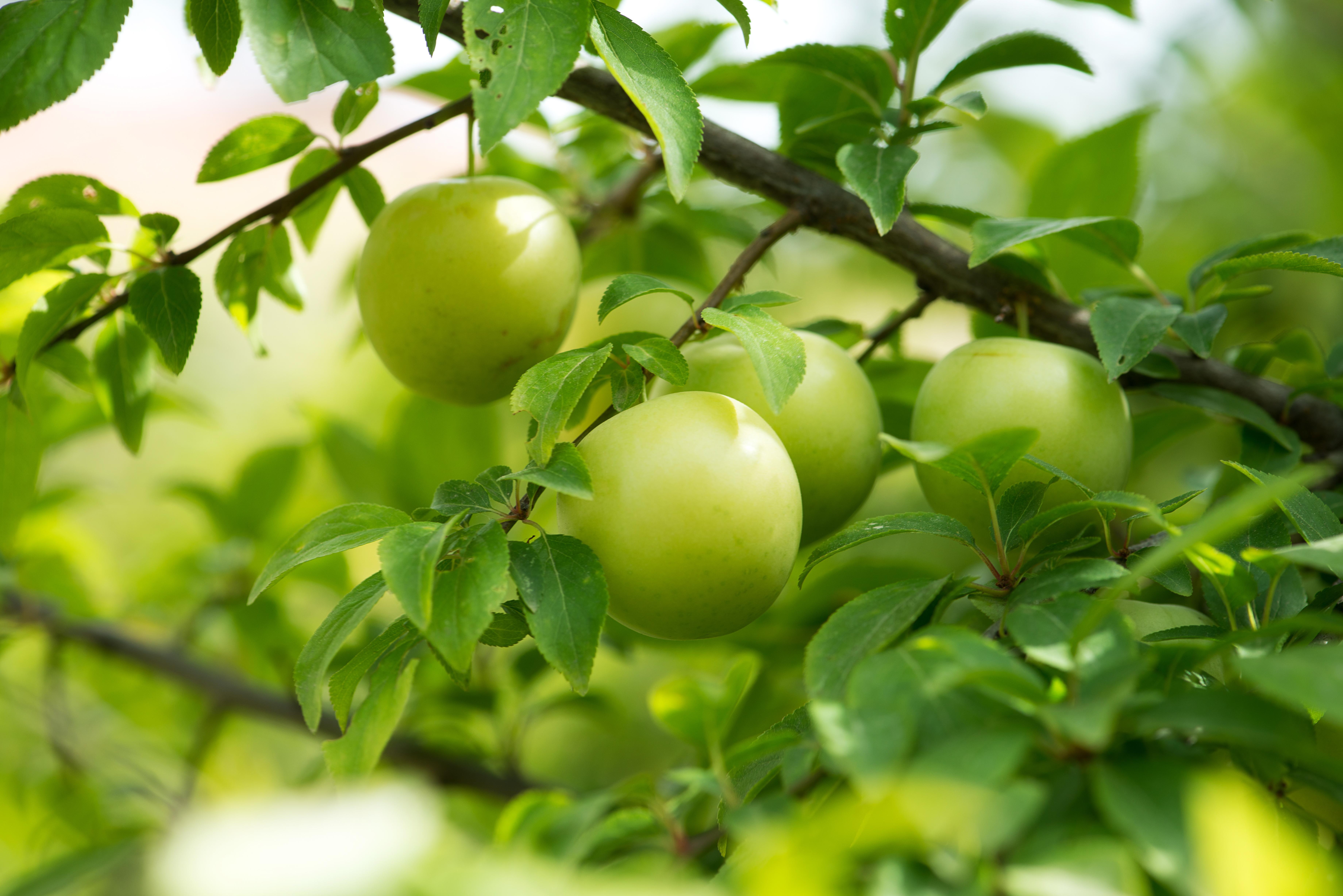 青梅佳果,源自华夏