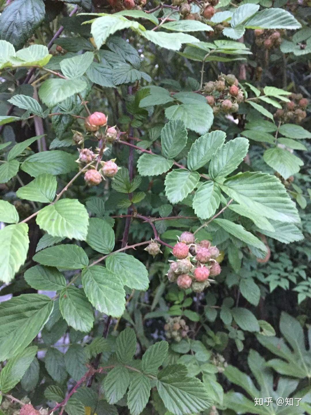 有没有拍照鉴定植物的app?