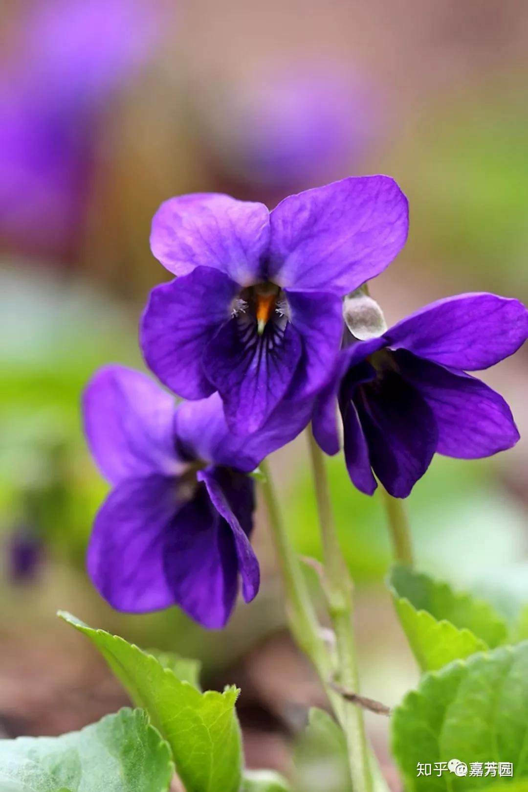 神秘的紫罗兰香
