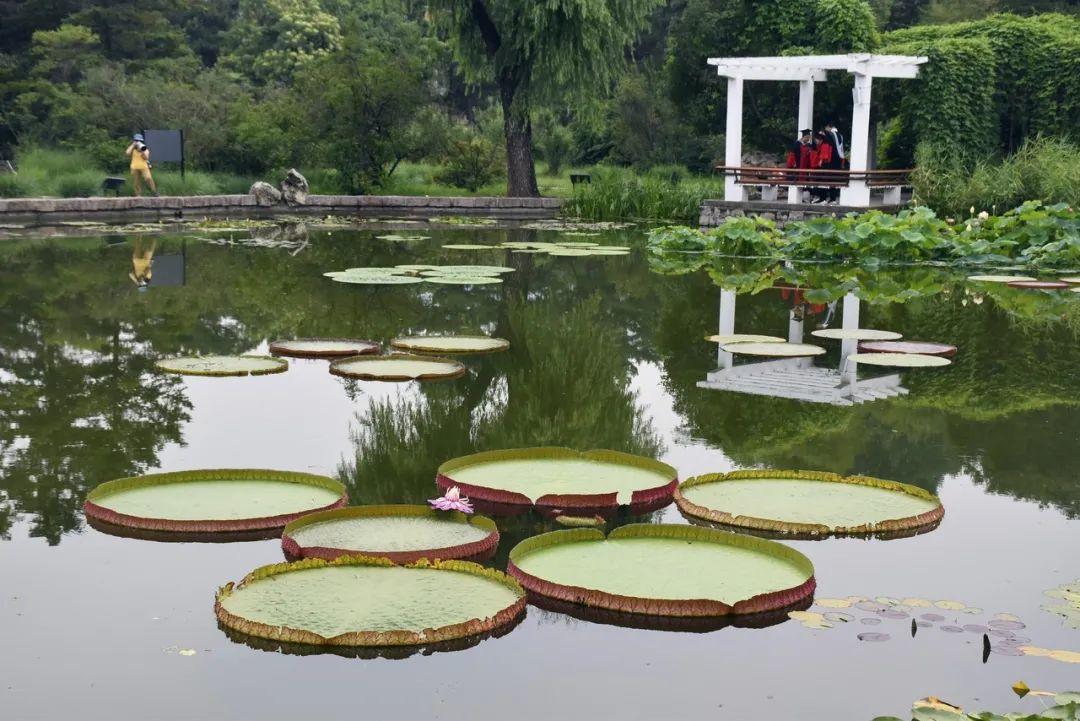 這個北京植物園分成了兩家:由中科院管理的南園,和由北京市管理的北園