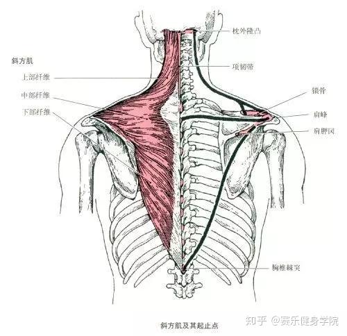 加强双脚支撑,手臂向头部方向延伸,感受脊柱被拉长胸椎伸展胸大肌/胸