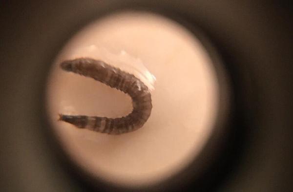 怎么消灭厕所里面的小飞虫 知乎