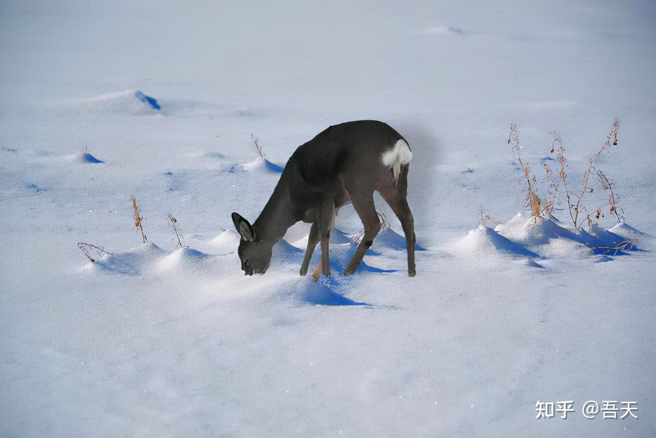 雪灾下的恒温动物百态
