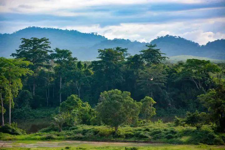 揭开非洲原始森林里西非苏木神秘高贵的面纱